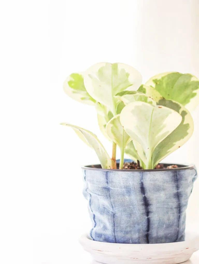 Shibori Planter