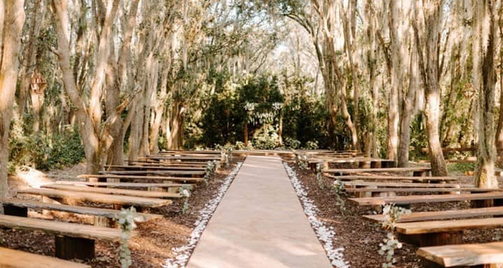 Under A Canopy Of Trees