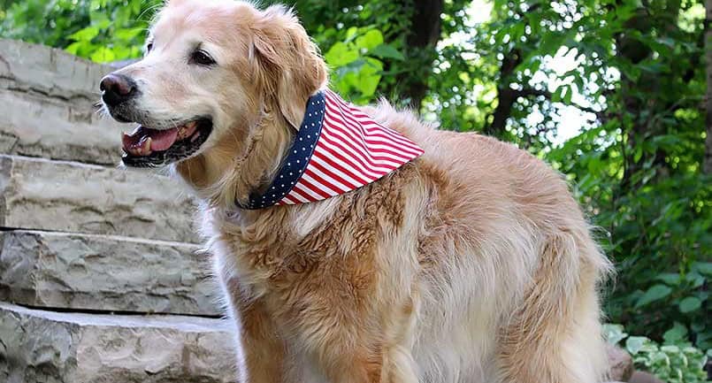 DIY Dog Bandana