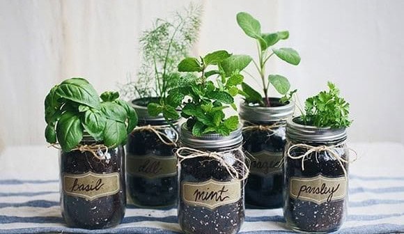 Herb Garden Made with Mason Jars