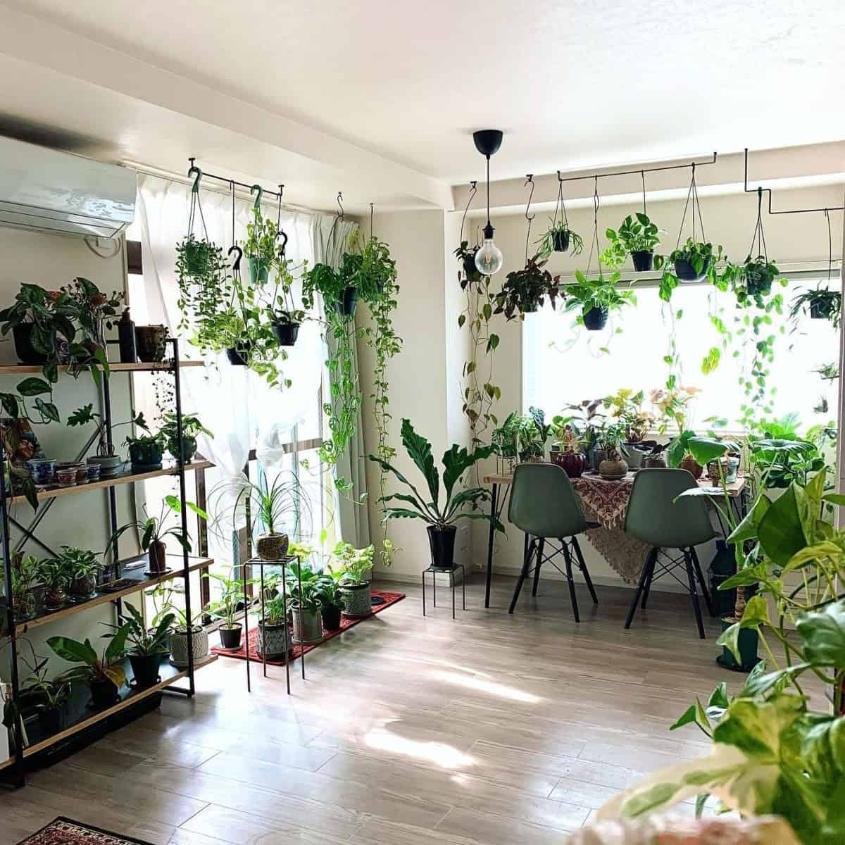 Hanging Plants