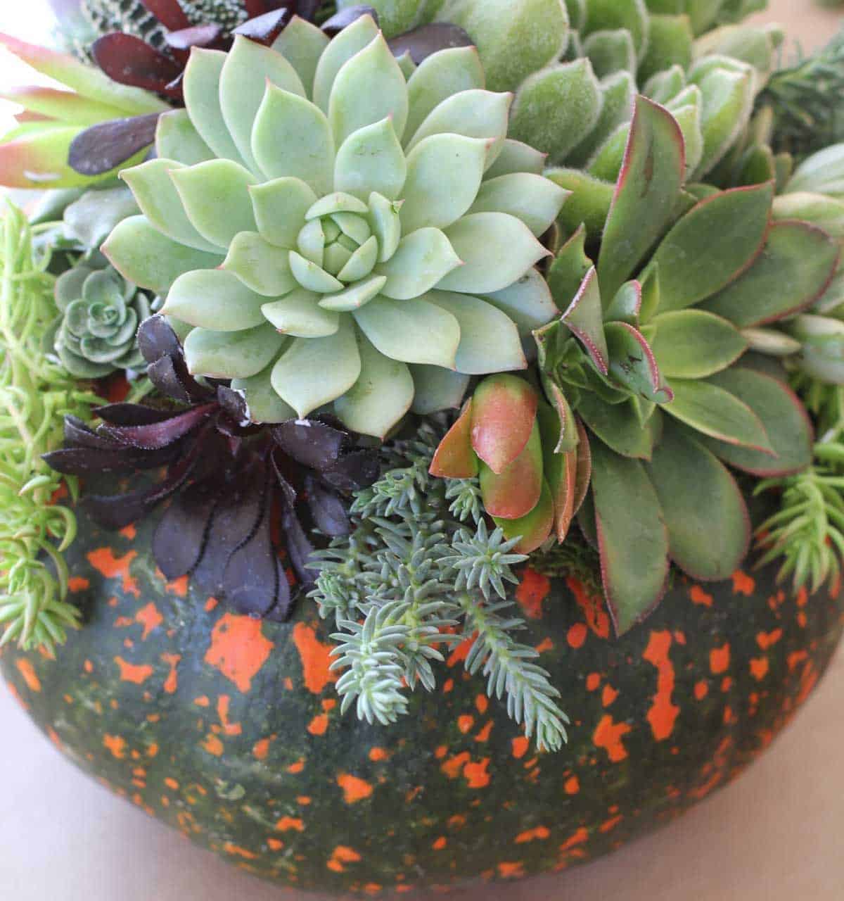 Succulent Topped Pumpkin Centerpieces