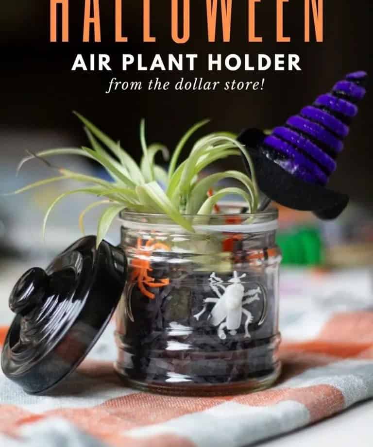 Halloween Air Plant Holder