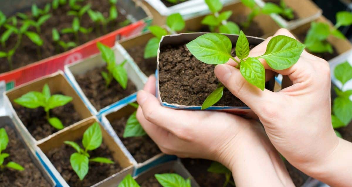 DIY Upcycled Toilet Paper Seedling Pots