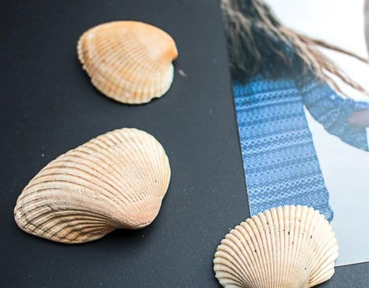 Seashell Magnet