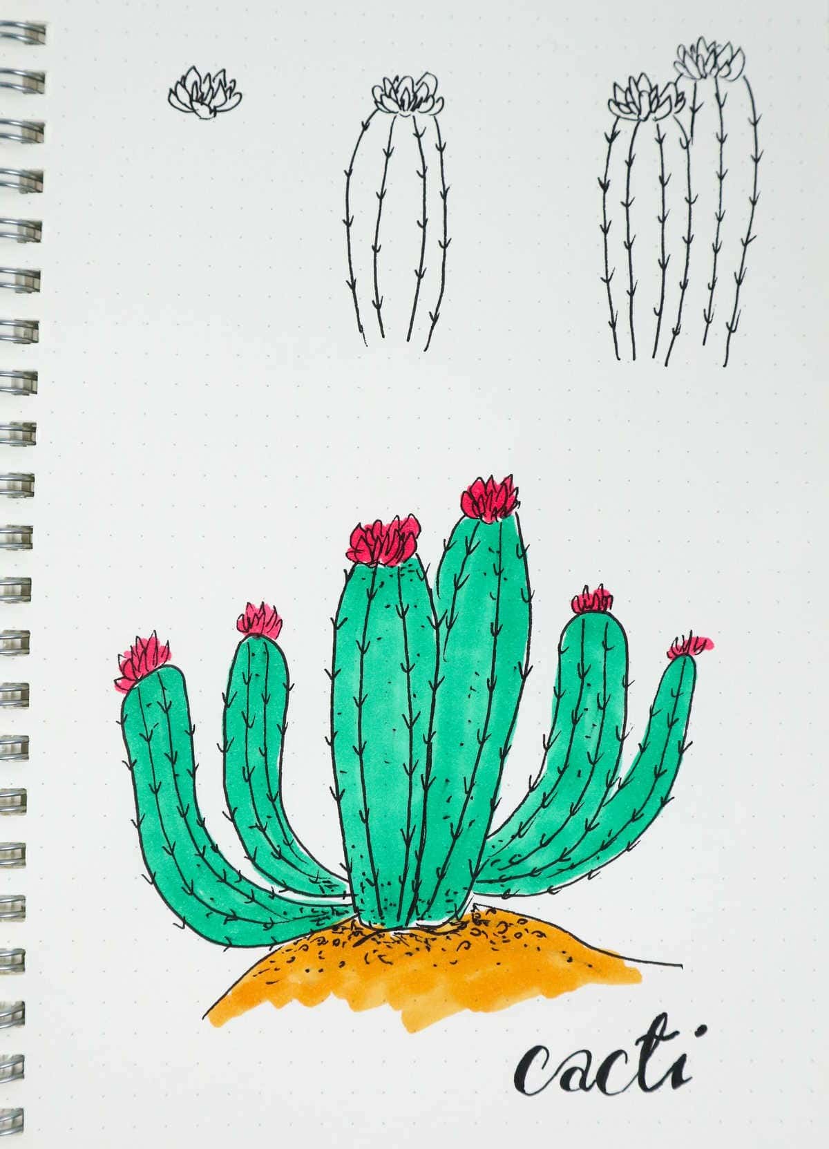 Tall Flowering Cacti