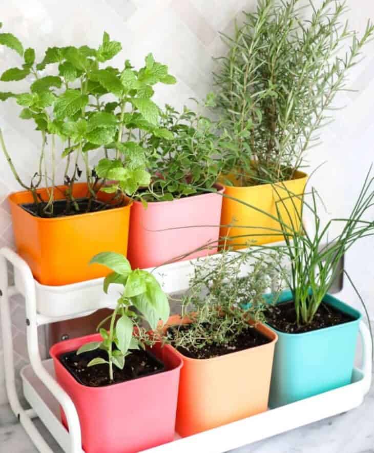 Colorful Indoor Herb Garden