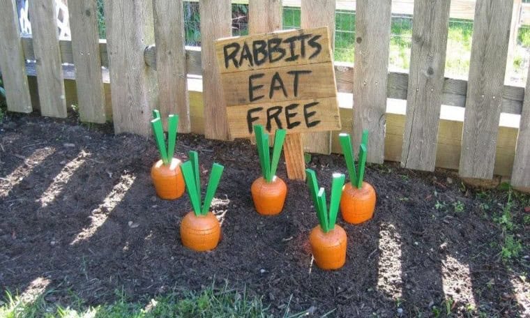 Wooden Yard Carrot Buffet