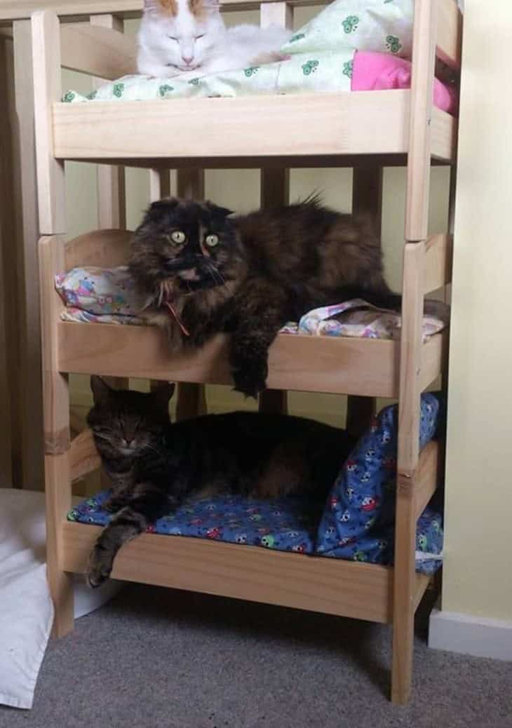 DIY Triple Decker Kitty Bunk Bed