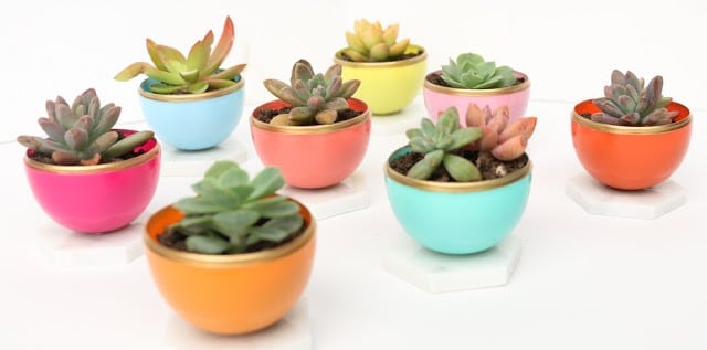 Gold-Rimmed Mini Succulent Planters