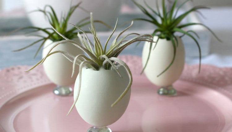 Create Egg Shell Planters