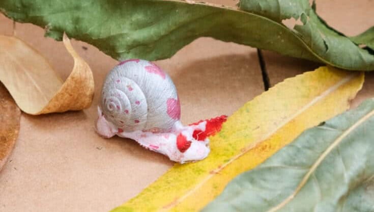 Snail Shell Craft