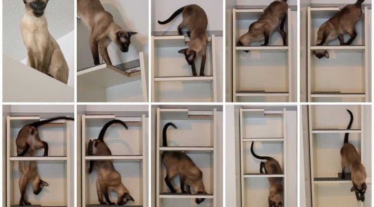 Cat Maze