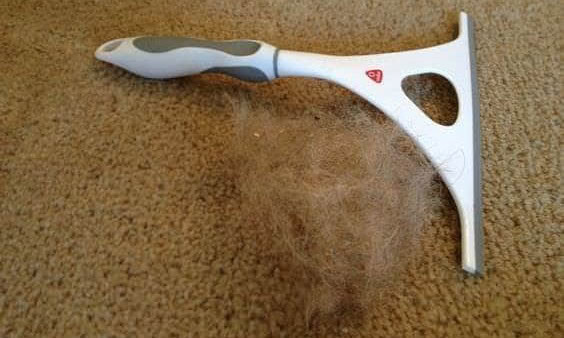 Remove Pet Hairs from Your Rug or Carpet