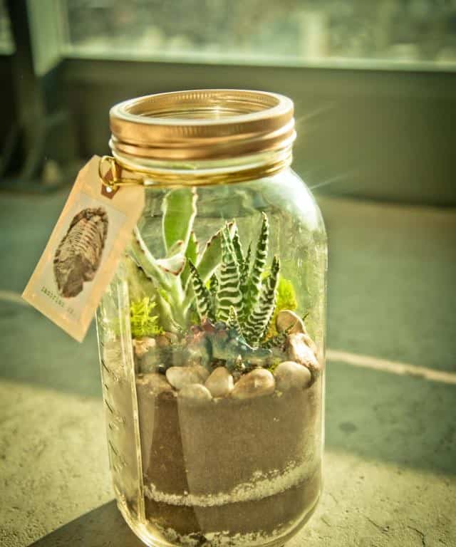 DIY Christmas Mason Jar Terrariums