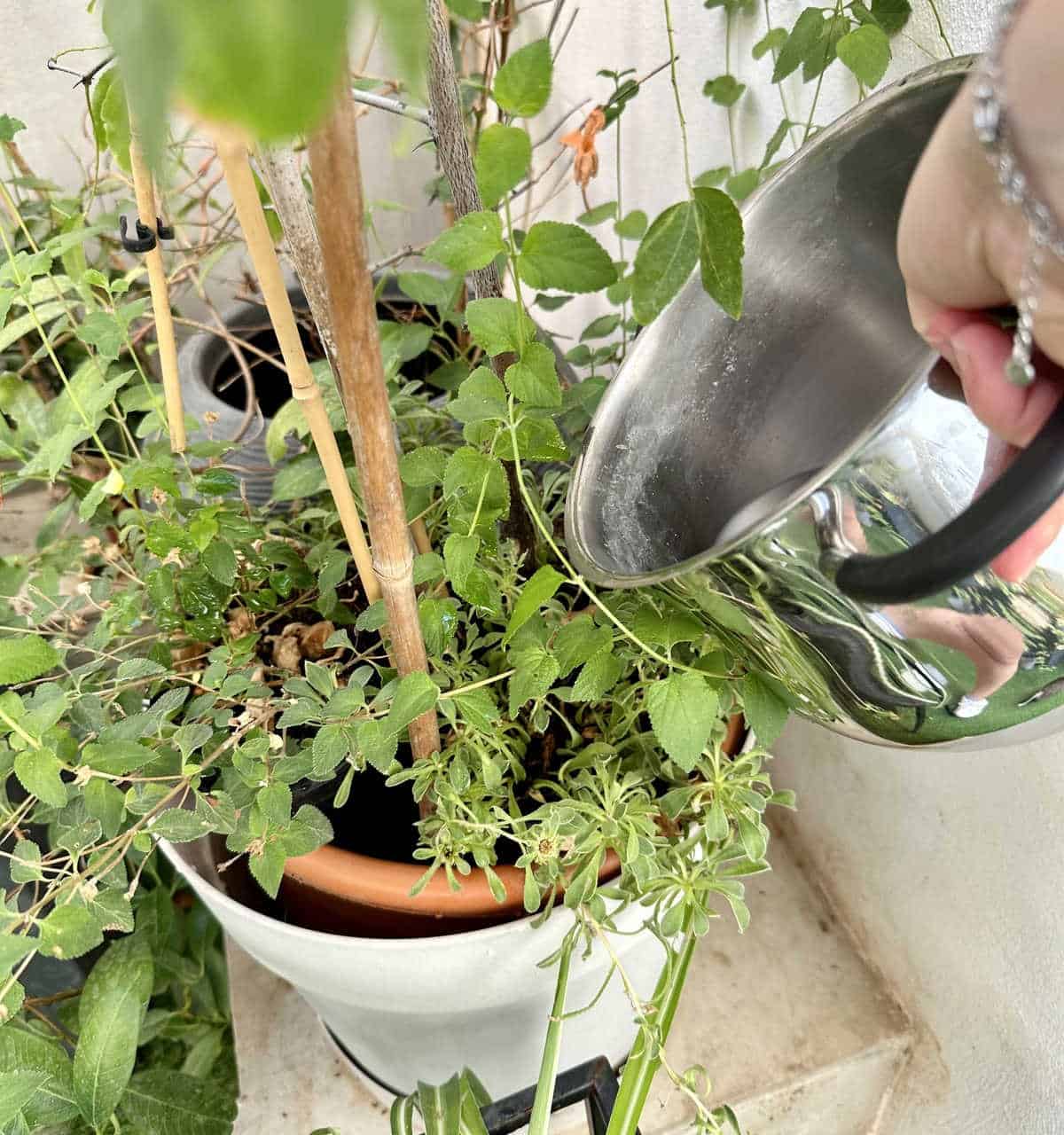 Use Cooking Water to Water Plants