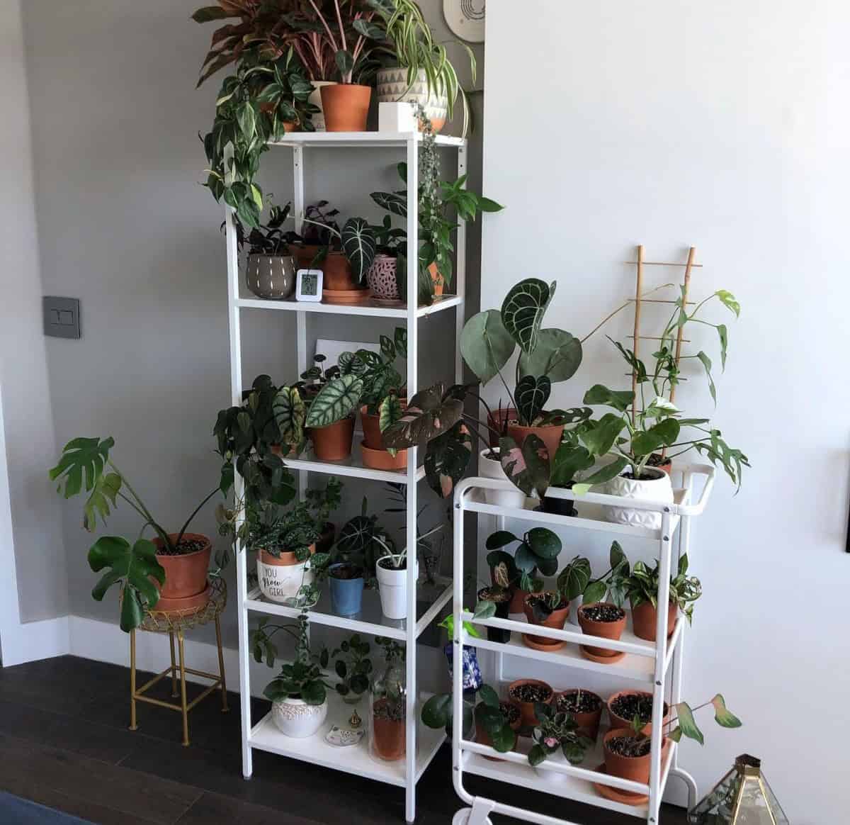 Plant Stand