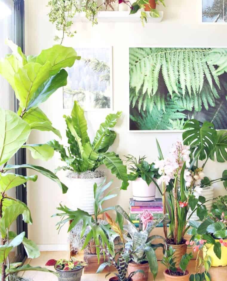 Start Stocking Up on Indoor Plants