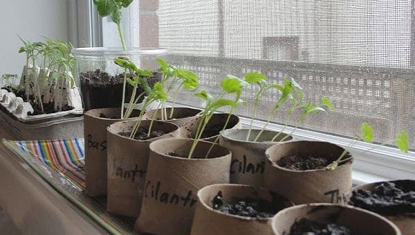 Seedling Pots