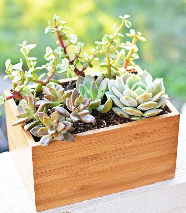 Succulent Planter Box