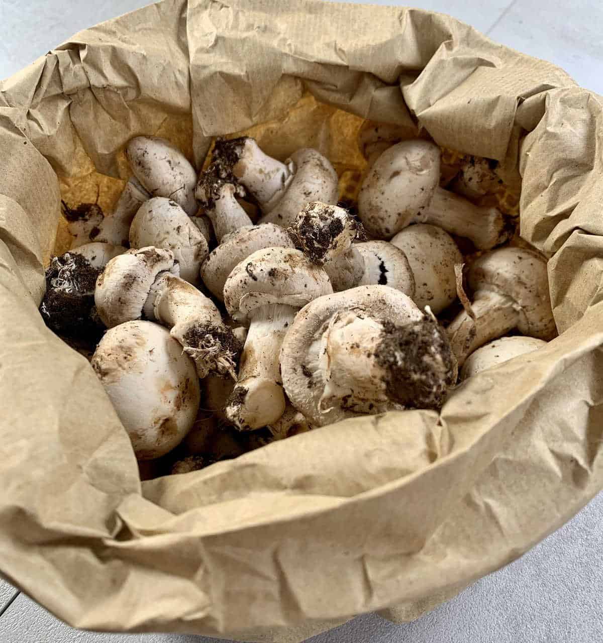 Store Mushrooms in a Paper Bag