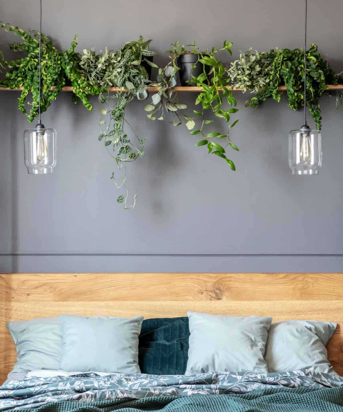 Plants above bed