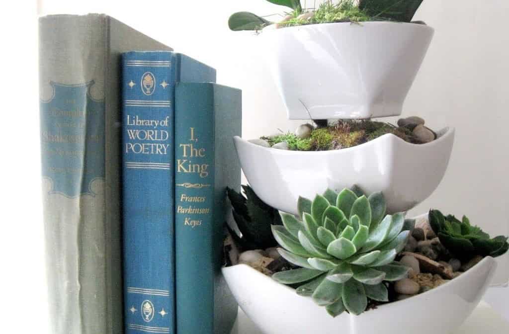 Succulent Arrangement