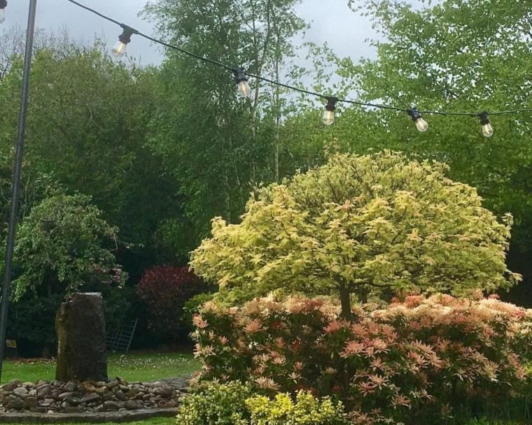 Festoon Lighting Around the Perimeter of an Outdoor Garden