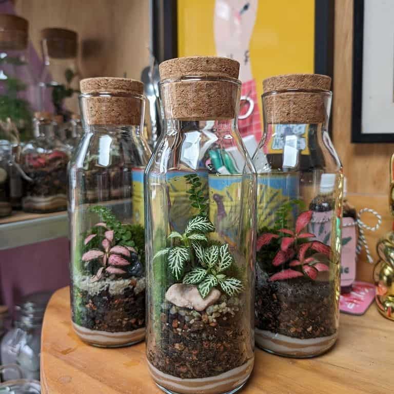 IKEA Carafe Terrarium