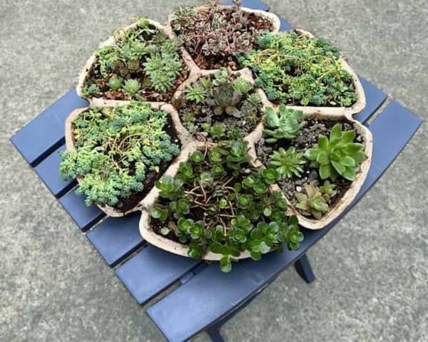 Multi-Compartment Succulent Planter