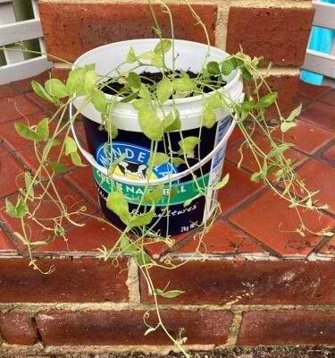 Yoghurt Container Flower Pot