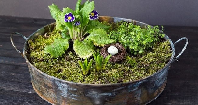 Mini Moss Garden Spring Centerpiece