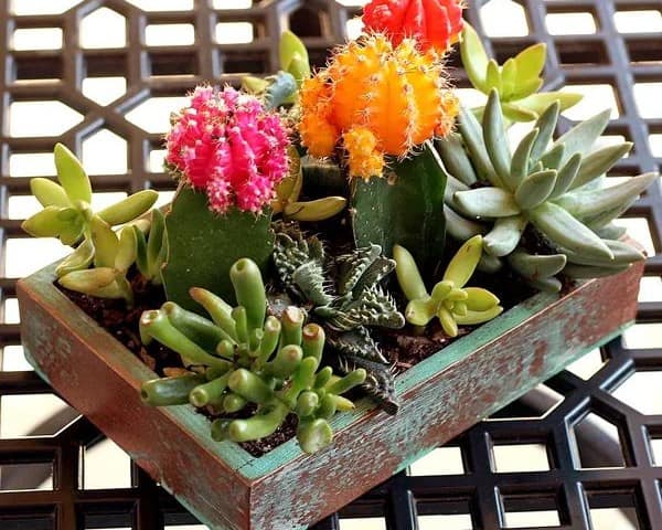 Succulent Planter