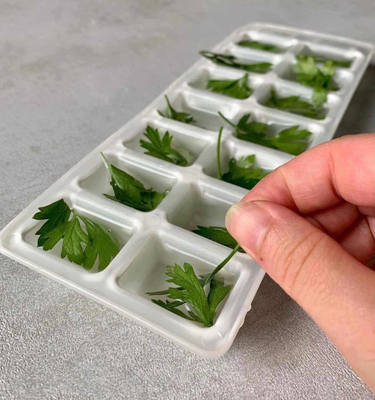 Freeze Your Herbs for Future Cooking