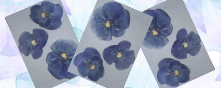 Pressed Flower Greeting Cards