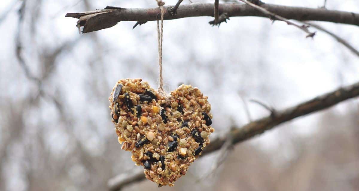 Toilet Paper Roll Bird Feeder