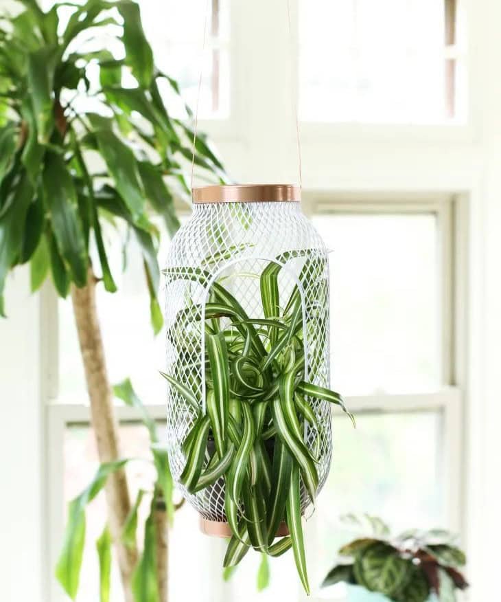 Hanging Plant Lantern