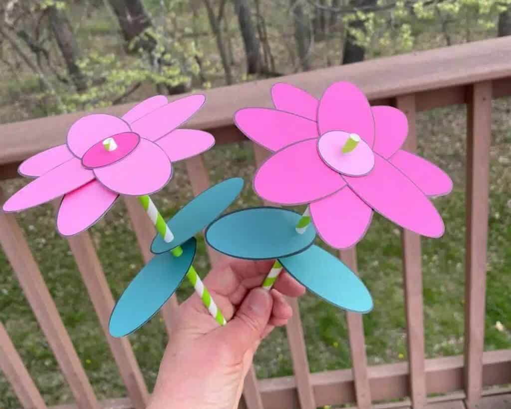 Straw Flowers