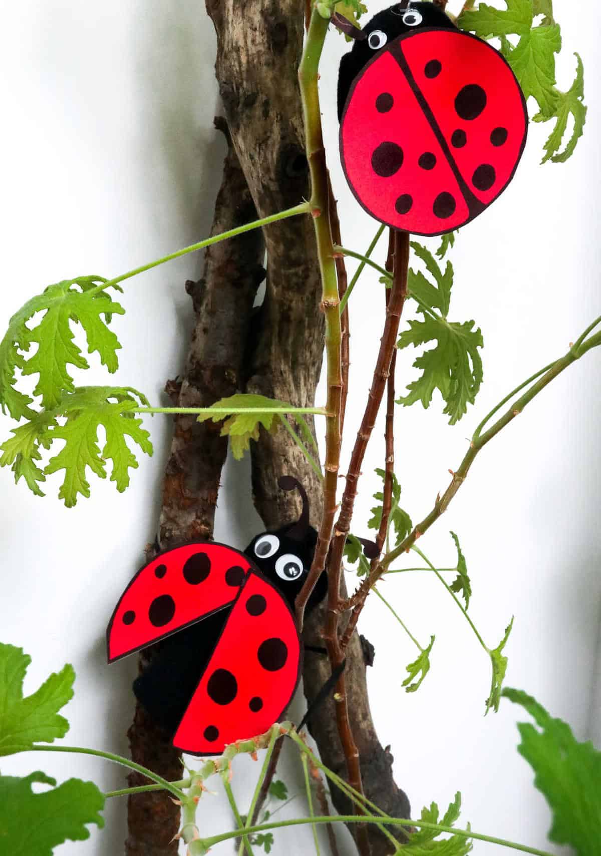 Ladybug Craft Out of Toilet Paper Roll