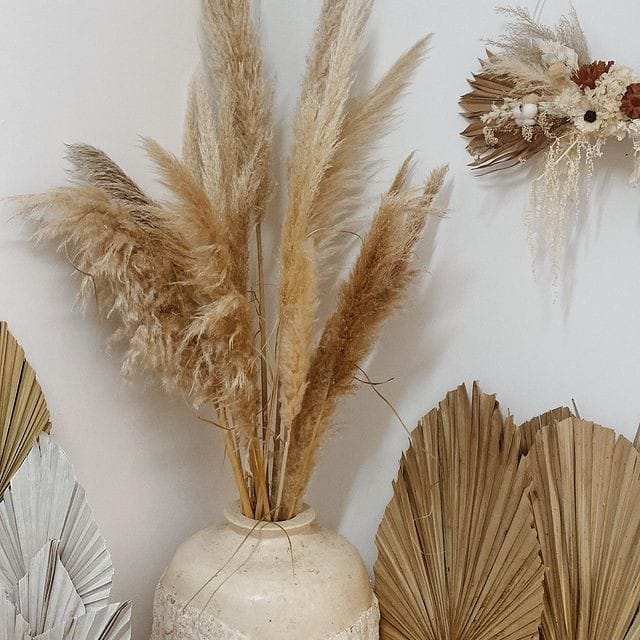 Pampas Grass