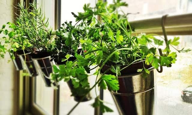 Window Herb Garden