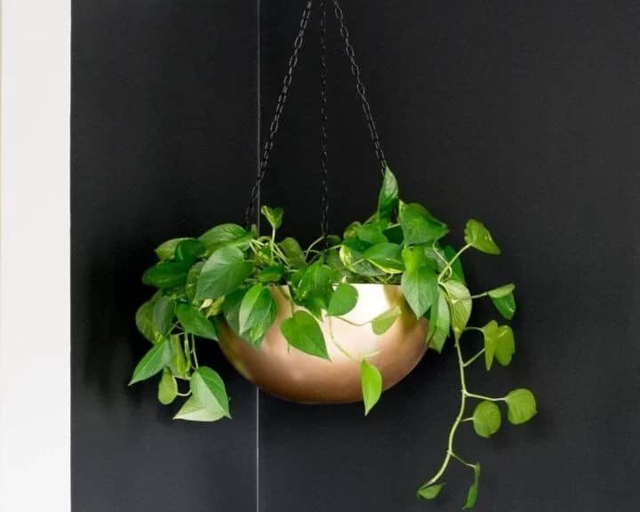 Stainless Steel Bowl Hanging Planter