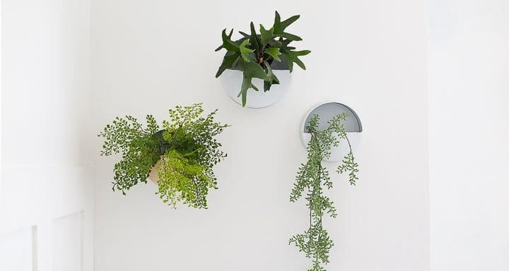 Wall-Mounted Cookie Tin Planter