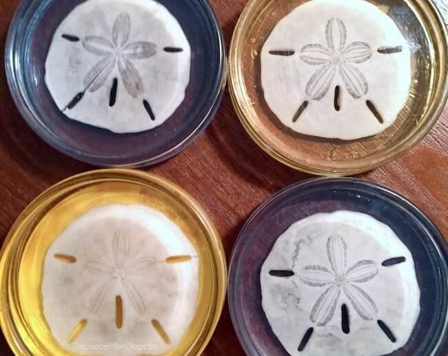 DIY Sand Dollar Resin Coasters