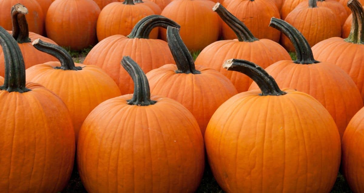 Pumpkin Bowling