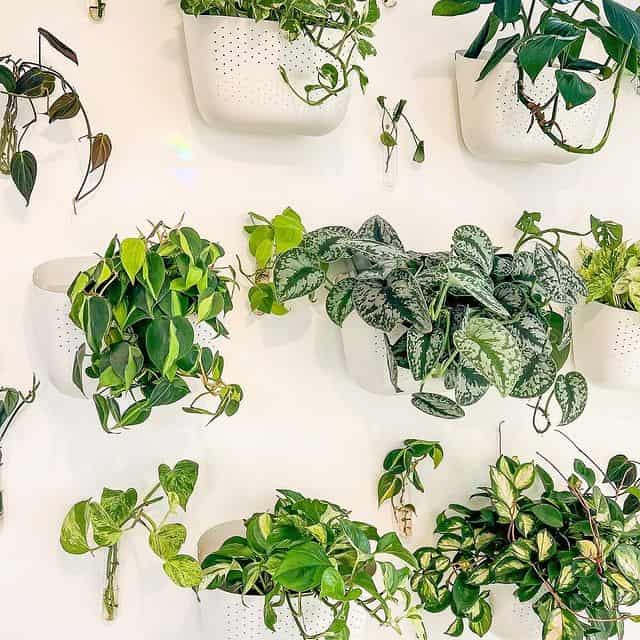 Plant Wall