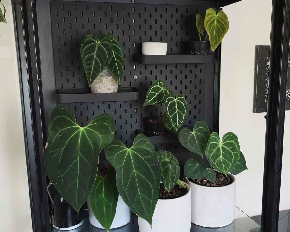 Pegboard Greenhouse Cabinet