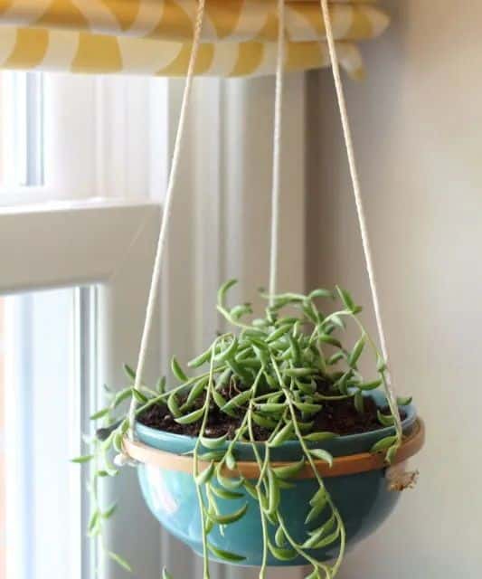 Hanging Succulent Planter